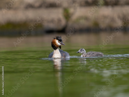 Great-crested grebe, Podiceps cristatus