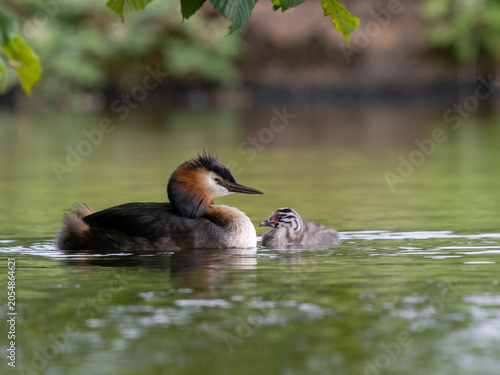Great-crested grebe, Podiceps cristatus