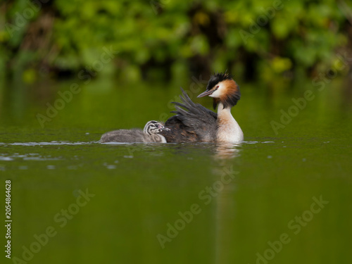 Great-crested grebe, Podiceps cristatus