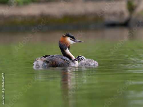 Great-crested grebe, Podiceps cristatus