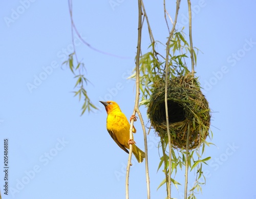 Yellow weaver bird near hanging nest on tree branch with wildlife outdoors construction architecture