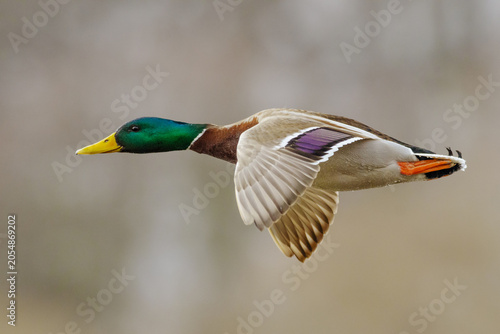 Fotografie Side profile of a mallard duck in mid-flight against a blurred background with w