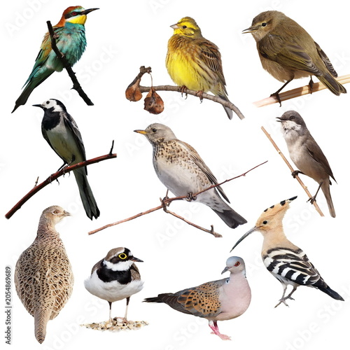 Collage collection of various european songbirds and wild birds on white background with nature study