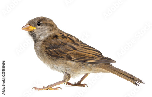 Close-up of a house sparrow perched on a white background with nature photography small bird avian biology