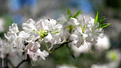 white rhododendron blooms in the Botanical garden
