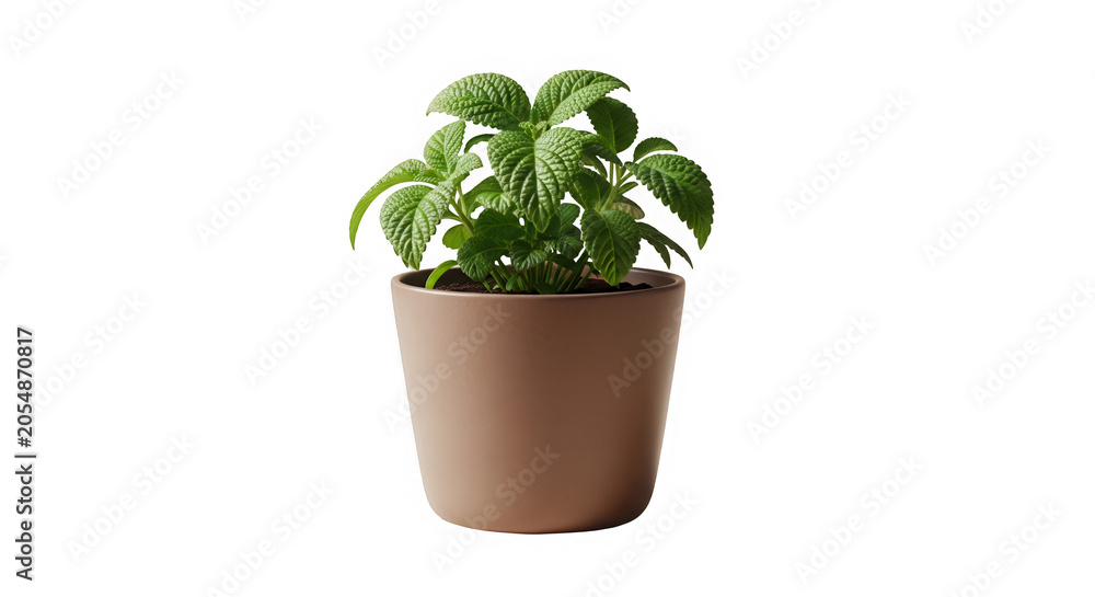 Fototapeta premium A small green bonsai tree in a brown ceramic pot isolated on transparent background