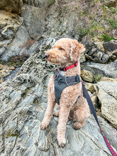 Dog on Rocky Beach