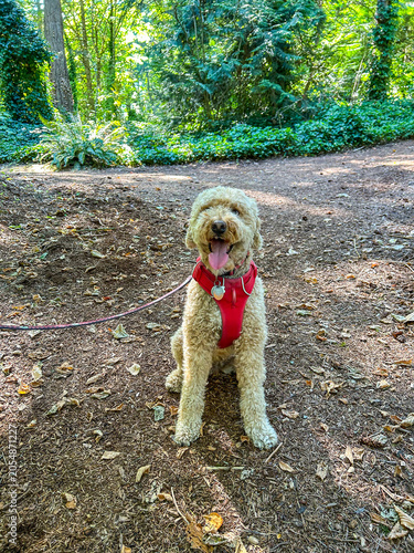 Goldendoodle in the Forest