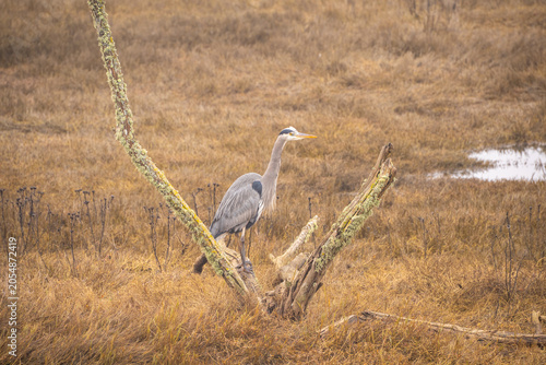 Great Blue Heron Perched on a Branch