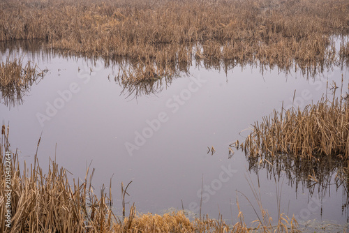 Marshland Scene