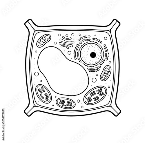 Plant Cell Structure Educational Biology Illustration Isolated on White Background