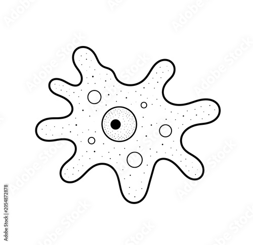 Amoeba Structure Educational Biology Illustration Isolated on White Background