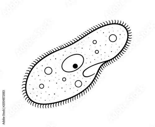 Paramecium Structure Educational Biology Illustration Isolated on White Background