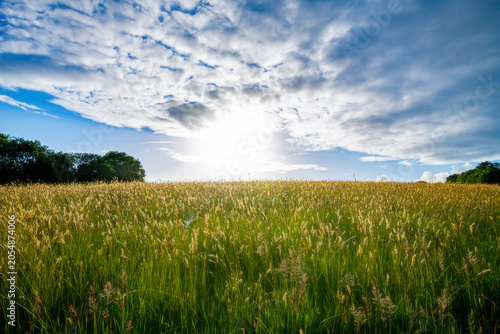 Summer sunset over a field of tall grass. Farmland and country life image. British farming and agriculture. Beautiful landscape. 