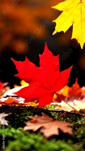 vibrant autumn maple leaves scattered on green mossy ground, falling foliage, seasonal change, crisp fall atmosphere, rich warm colors, nature closeup