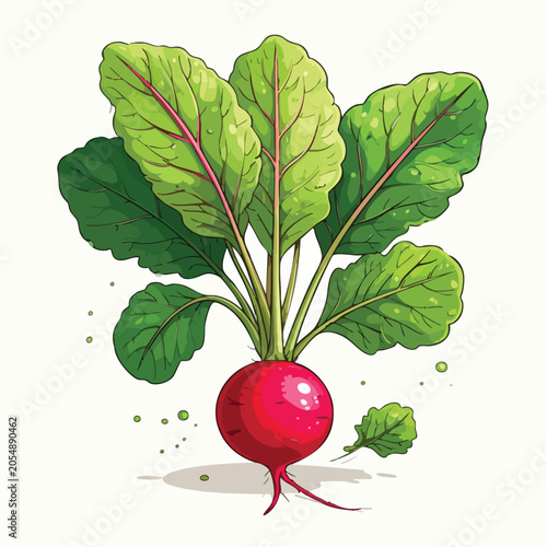 Fresh red radish vegetable with green leaves isolated illustration.