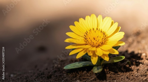 Single yellow flower grows from dark soil. Bright sun rays illuminate delicate petals. Rich green leaves unfurl in this macro view. Nature beauty blossoms in soft focus.