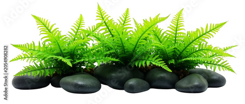 Vibrant Green Ferns with Smooth Black Zen Stones Isolated on Transparent Background