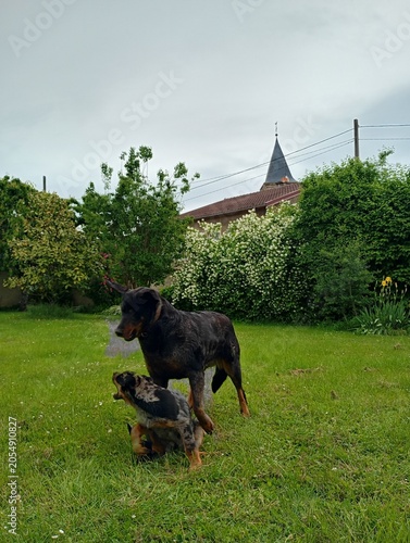 Chiot beauceron arlequin 2 mois et demi