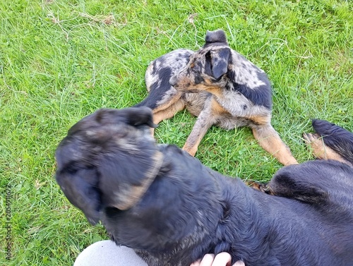 Chiot beauceron arlequin 2 mois et demi