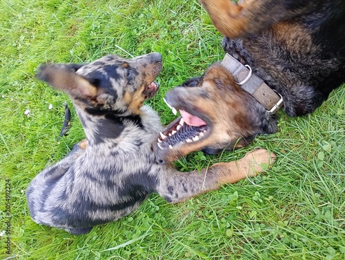 Chiot beauceron arlequin 2 mois et demi