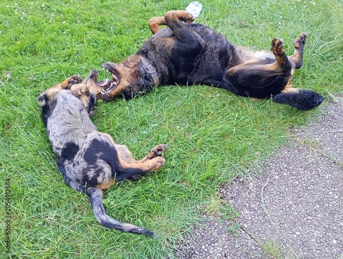 Chiot beauceron arlequin 2 mois et demi