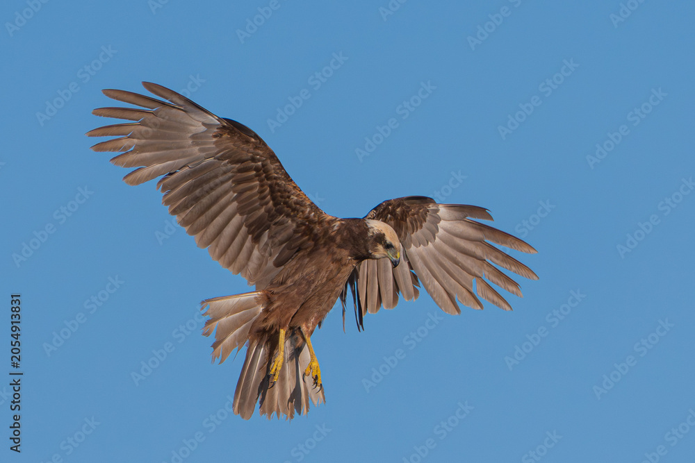 Obraz premium Western marsh harrier in flight