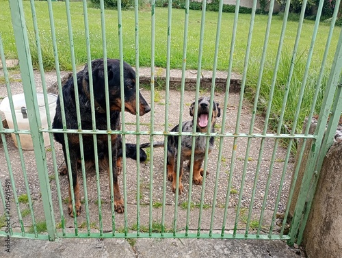 Chiot Beauceron 2 ou 3 mois arlequin