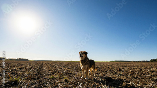 Lone dog standing in a sunlit harvested field under a clear blue sky