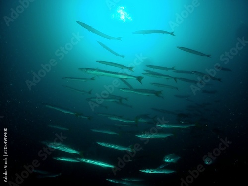 Canvastavla school of barracudas