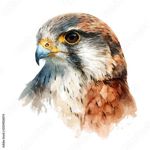 Fotografie Falcon watercolor vector illustration, high-quality artwork isolated on a pure white background