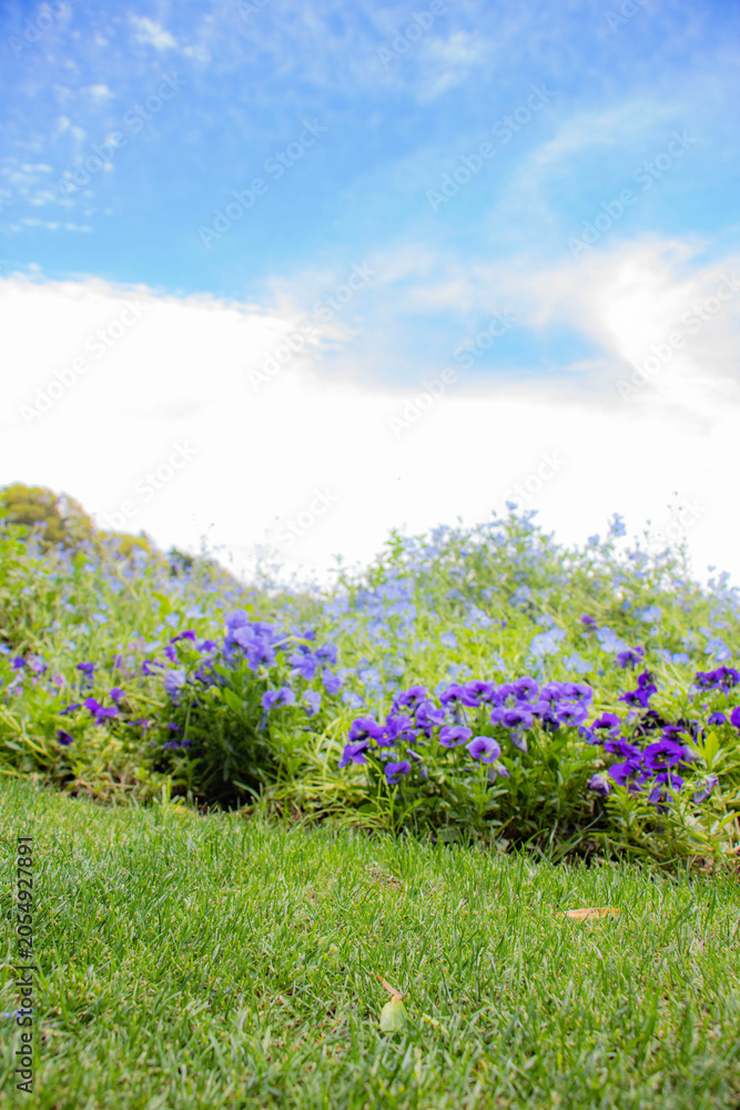Naklejka premium 春の花畑 空へと抜ける草原に咲く紫色のビオラと青いネモフィラ