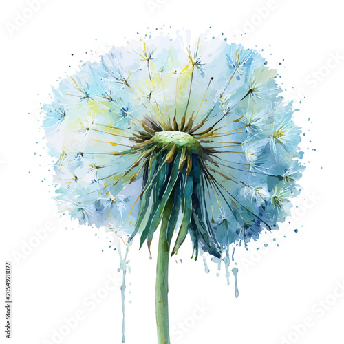 Tablou pe pânză Dandelion watercolor vector illustration, high-quality artwork isolated on a pure white background