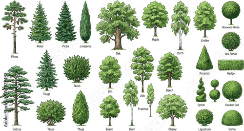 Foto Illustrated tree and shrub collection with labeled species, coniferous and decid