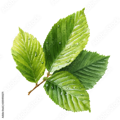 Fotografie Slippery Elm watercolor vector, hand-painted style, high-quality illustration isolated on white background