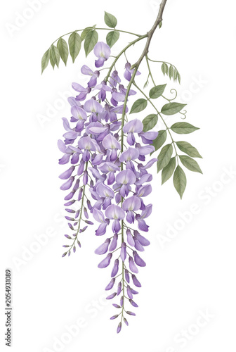 Wisteria flower cluster on a branch
