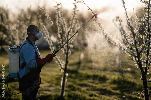 Foto Farmer spraying fruit trees with insecticide in orchard