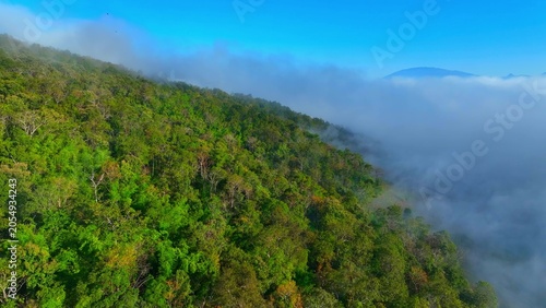 Fotografie Majestic aerial drone view of forest wrapped in sea mist