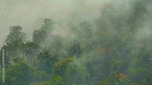 Tableau sur toile Aerial drone view of a breathtaking misty forest