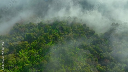 Foto Aerial drone view of a vast forest and sea of mist