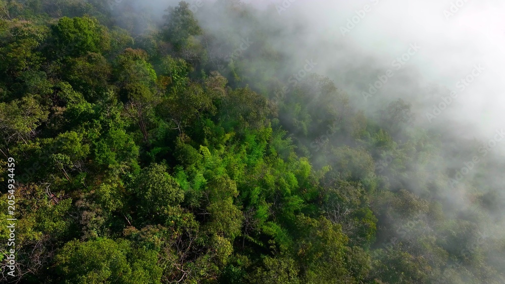 Obraz premium Aerial view of tropical forest wrapped in mist. Forests help slow global warming through carbon absorption, temperature regulation, biodiversity protection, rainfall balance, and ecosystem resilience.