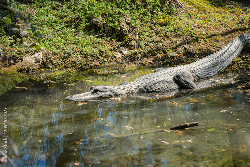 alligator in the everglades
