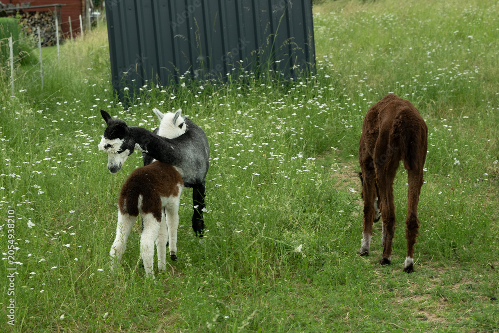 Obraz premium alpaka tier natur lama familie