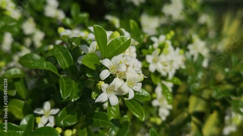 Murraya paniculata, orange jasmine with green leaves background
