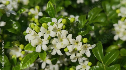 Murraya paniculata, orange jasmine with green leaves background
