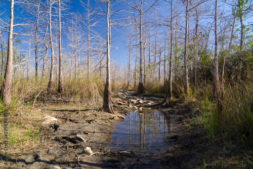 Gator Hook river in the woods