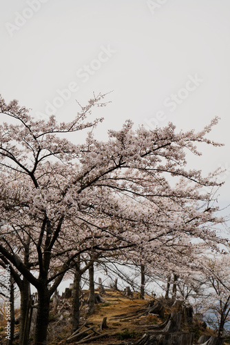 Photos Cherry blossom (Sakura) trees line a path on a mountain ridge in Japan, with fal