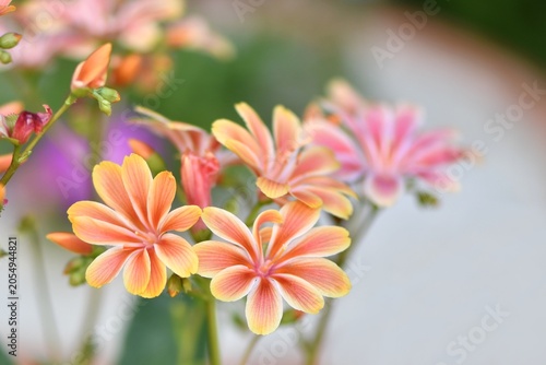 Lewizja liścieniowa (Lewisia cotyledon) - odmiana Elise