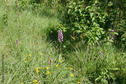Wilde Orchidee als Knabenkraut bezeichnet auf Blumenwiese