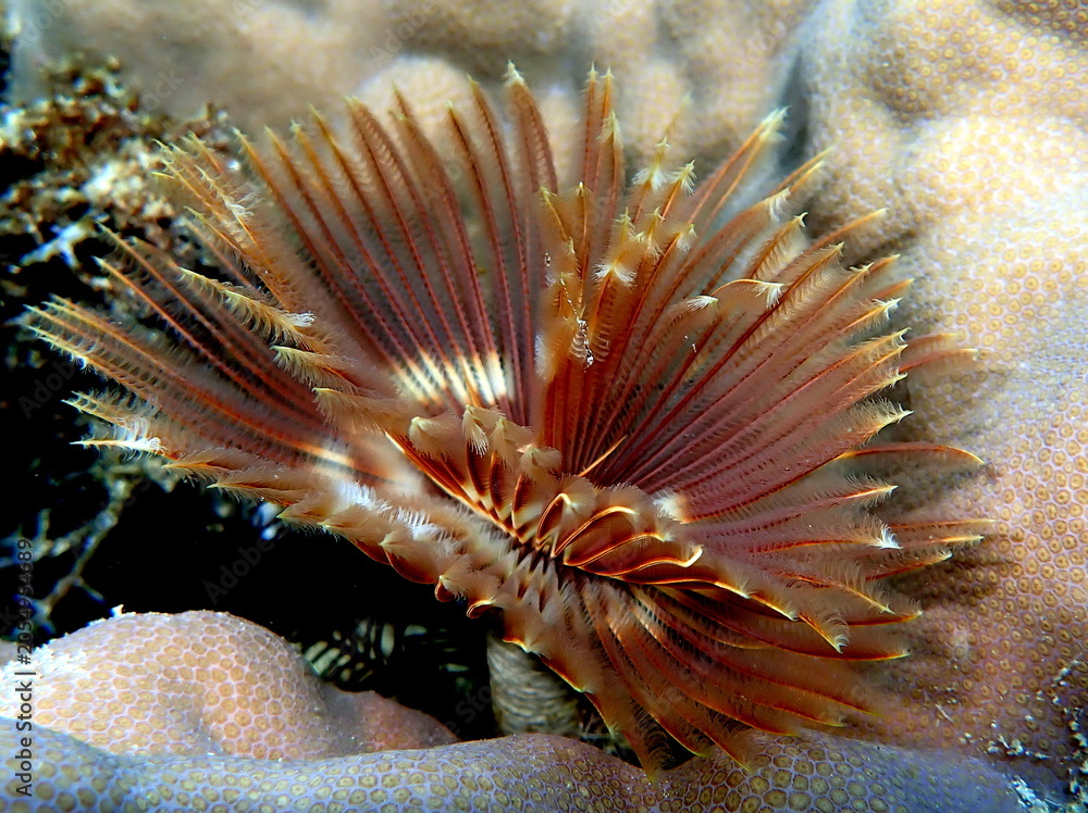 Obraz premium Philippines sea life